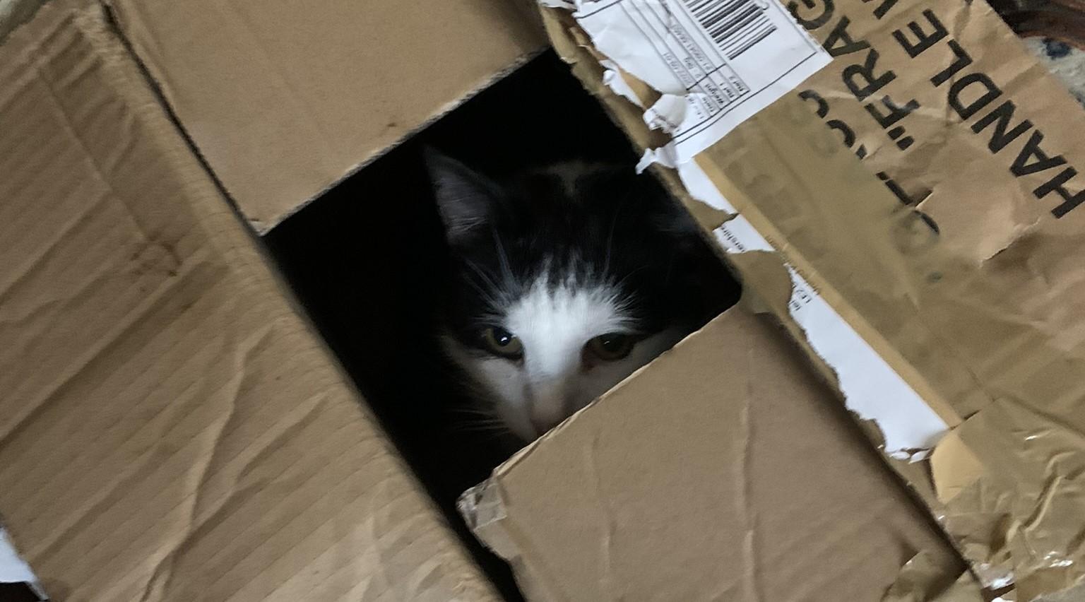 Picture of the author